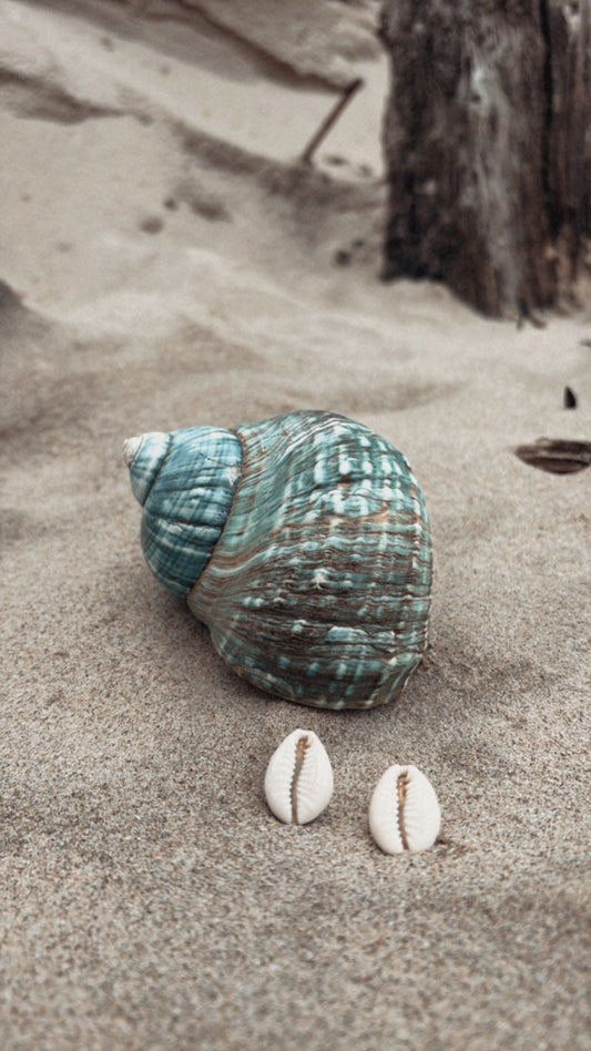 Boucles d’oreilles SHELL