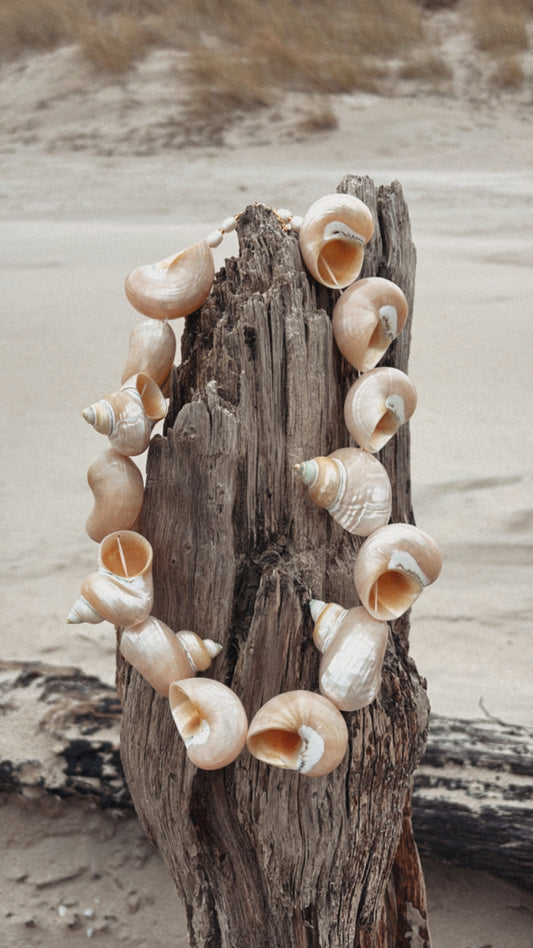 Collier COQUILLAGE